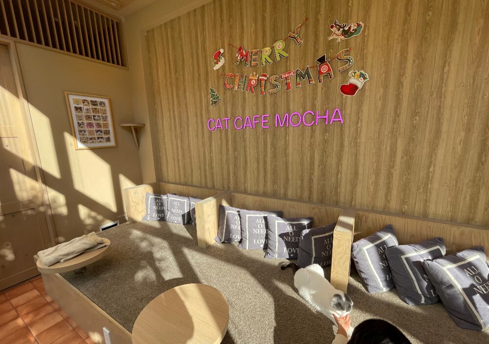 猫カフェMOCHA（モカ）イオンモール岡山店のソファ