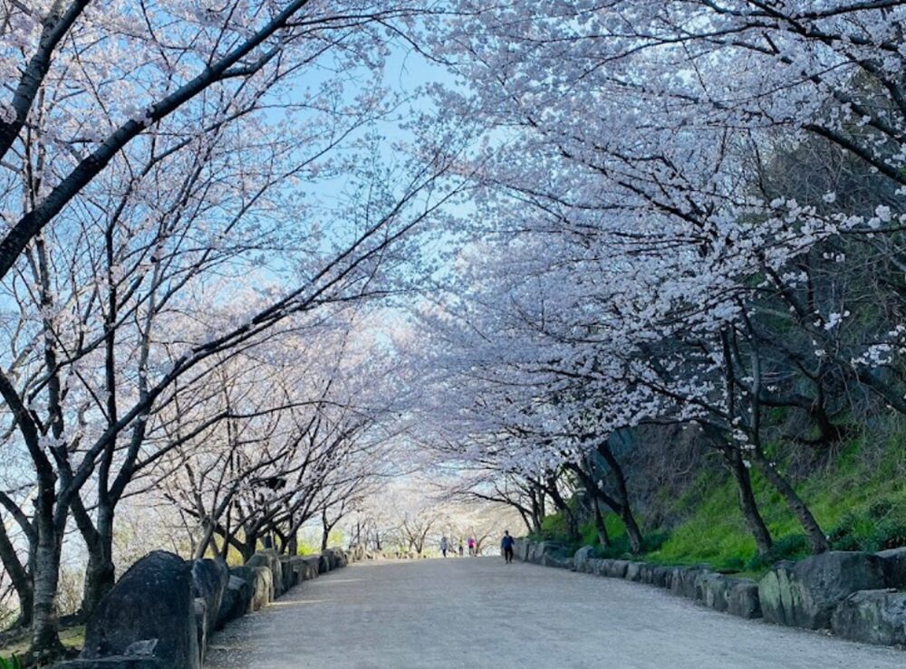 亀島山花と緑の丘公園の桜