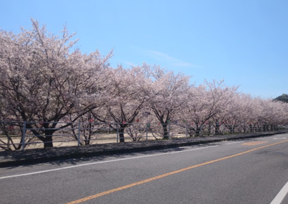 玉原親水公園の桜