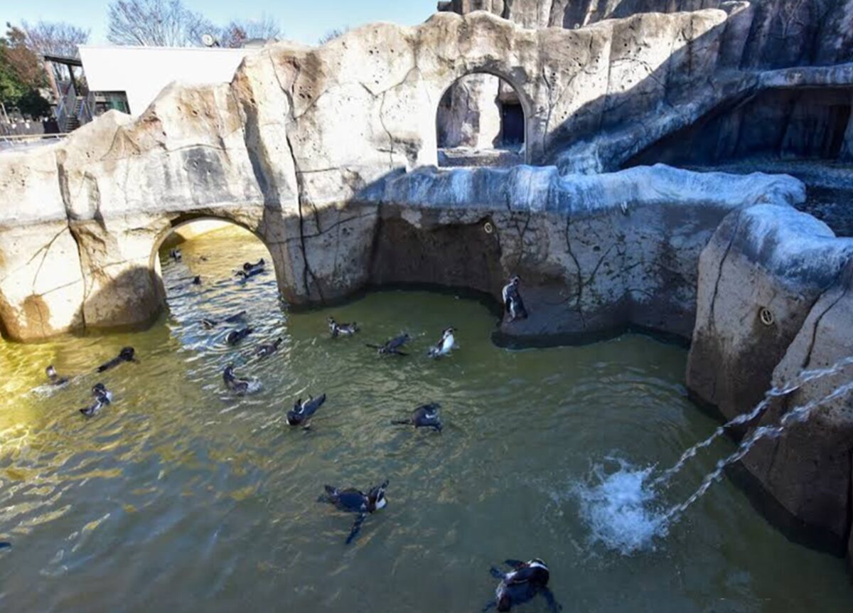 福山市立動物園のペンギン