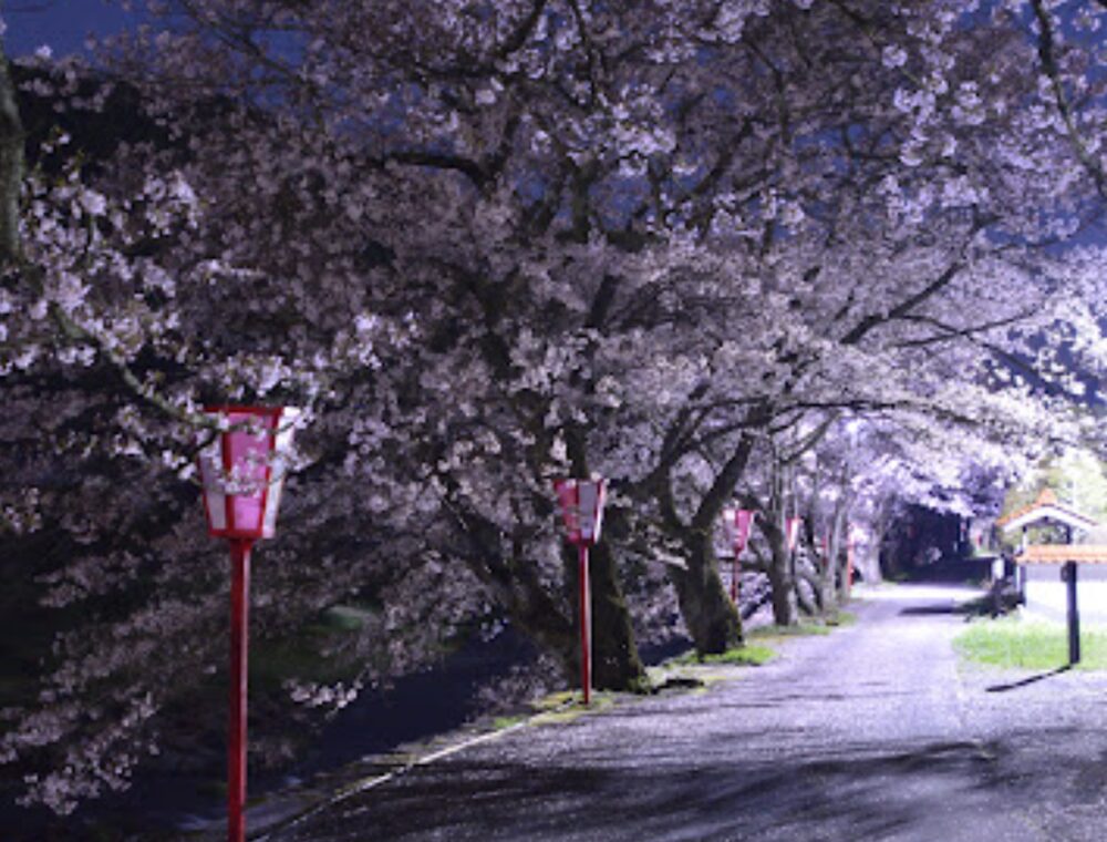 美甘宿場桜の夜桜