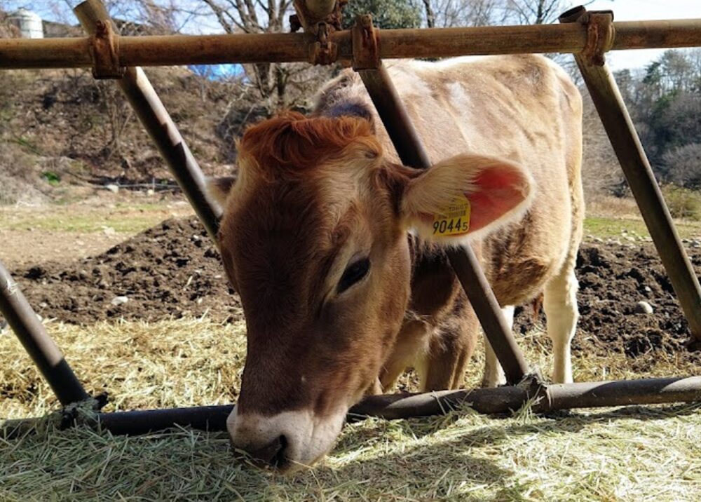 吉田牧場の牛