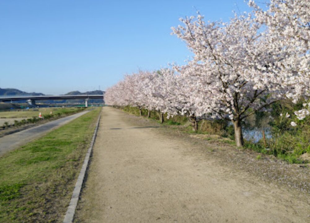 高梁川河川敷広場の桜