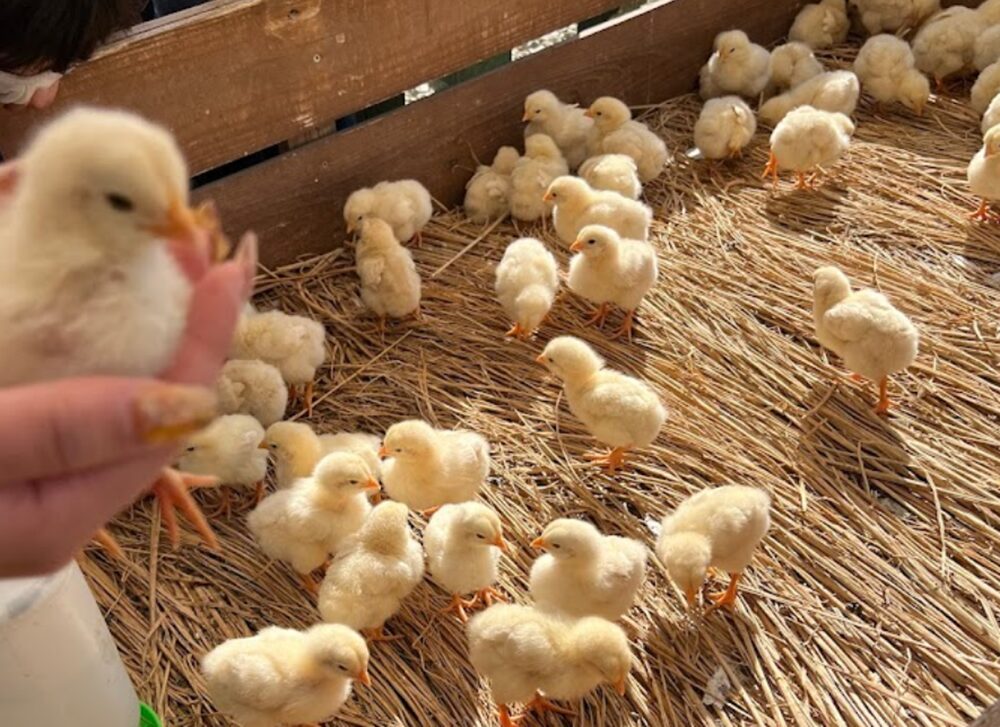 しろとり動物園のひよこ