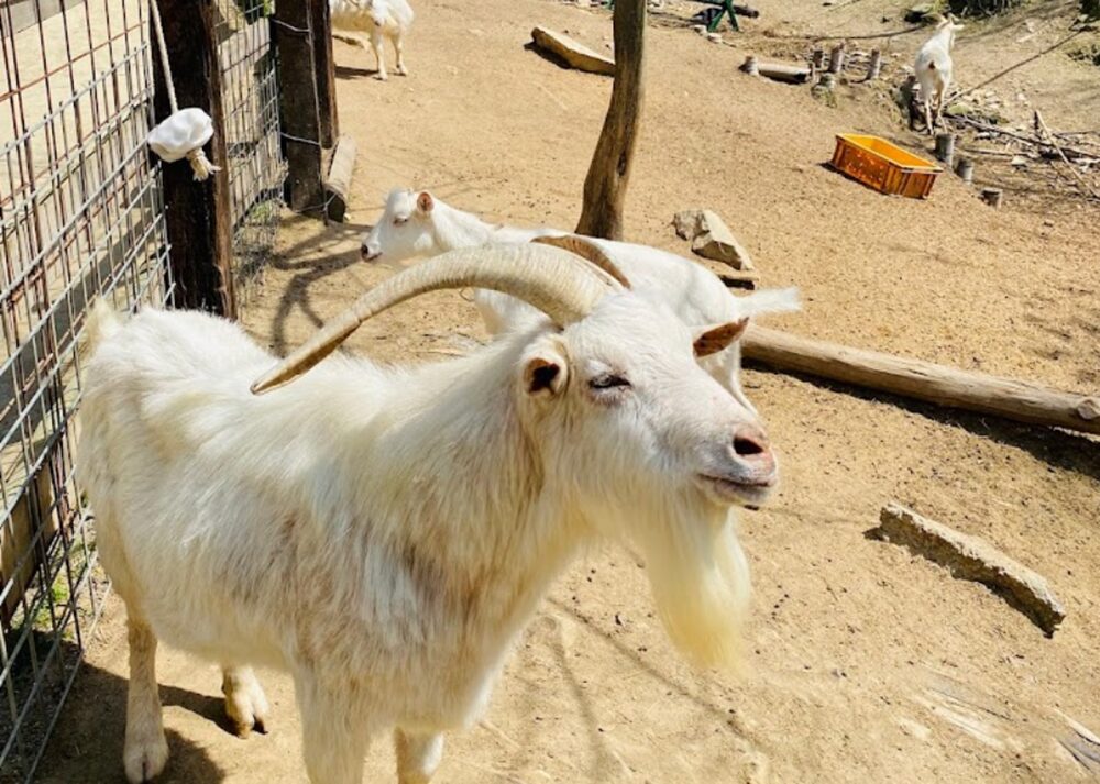 しろとり動物園の山羊