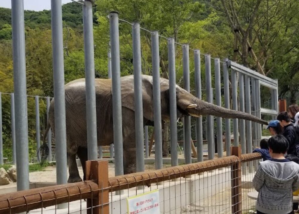 しろとり動物園の象