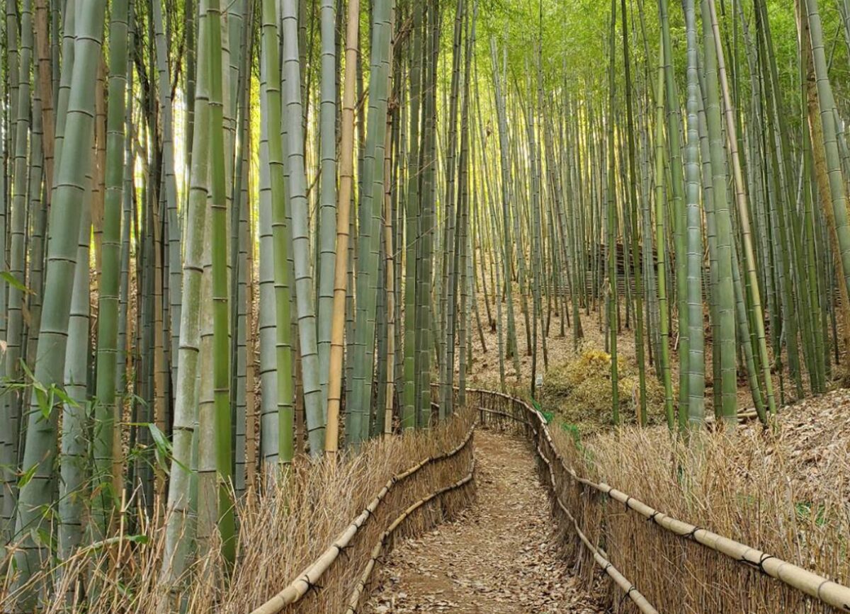 天王池の竹林