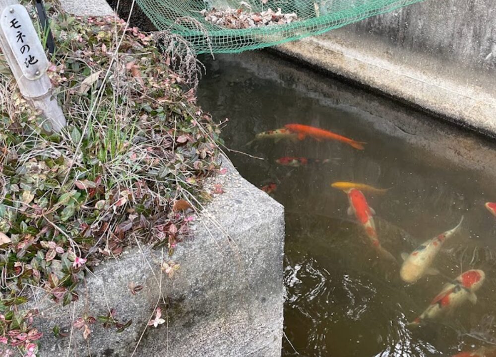 天王池の竹林の鯉