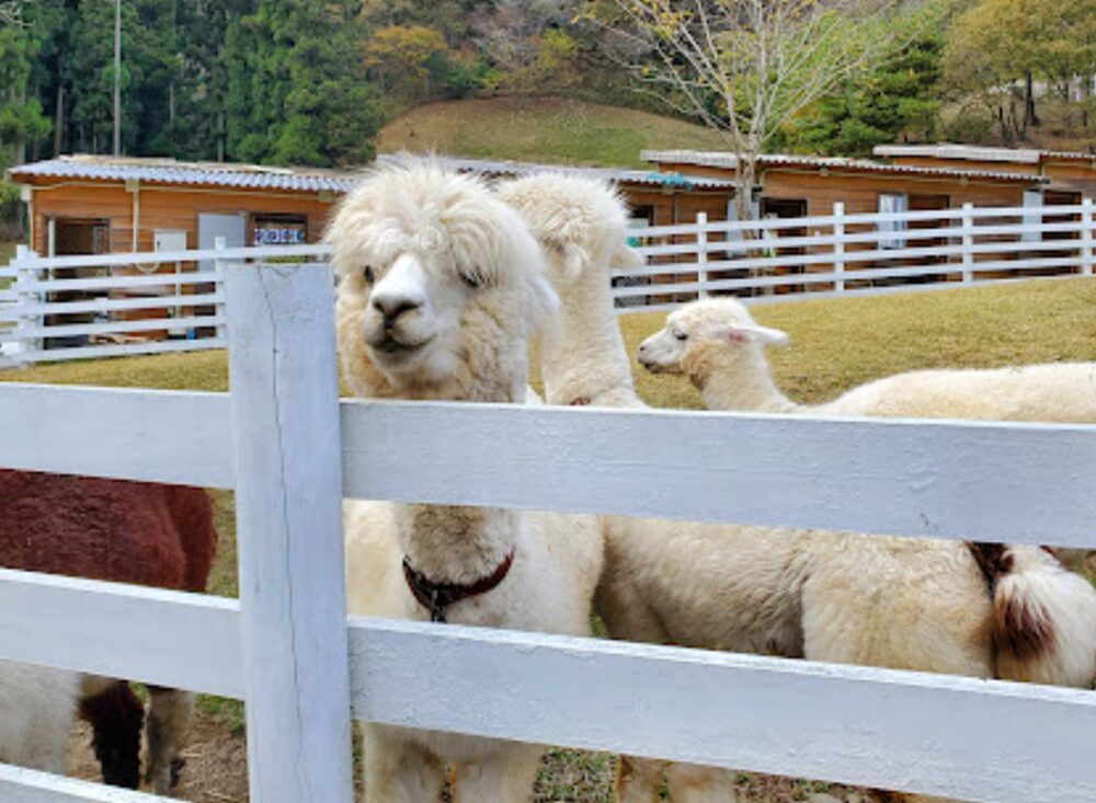 神崎農村公園ヨーデルの森アルパカ