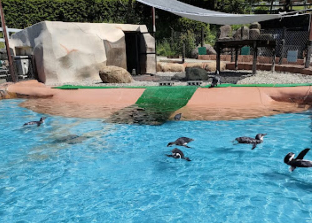 神崎農村公園ヨーデルの森ペンギン