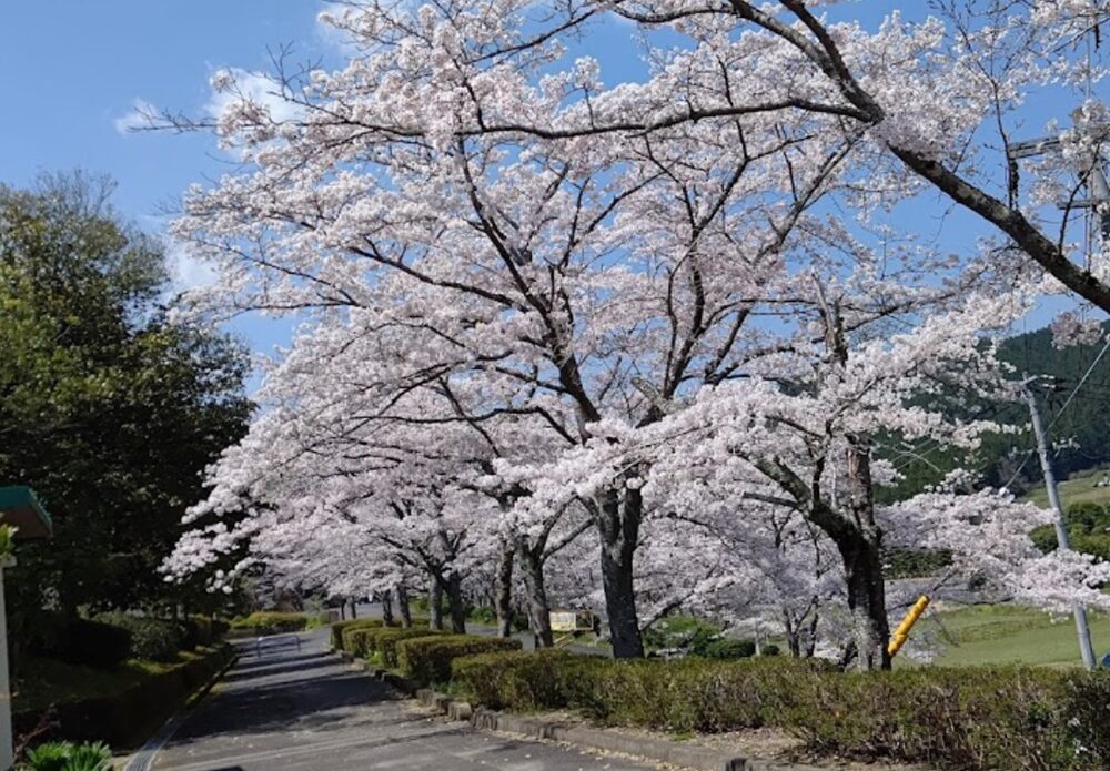 落合総合公園の桜