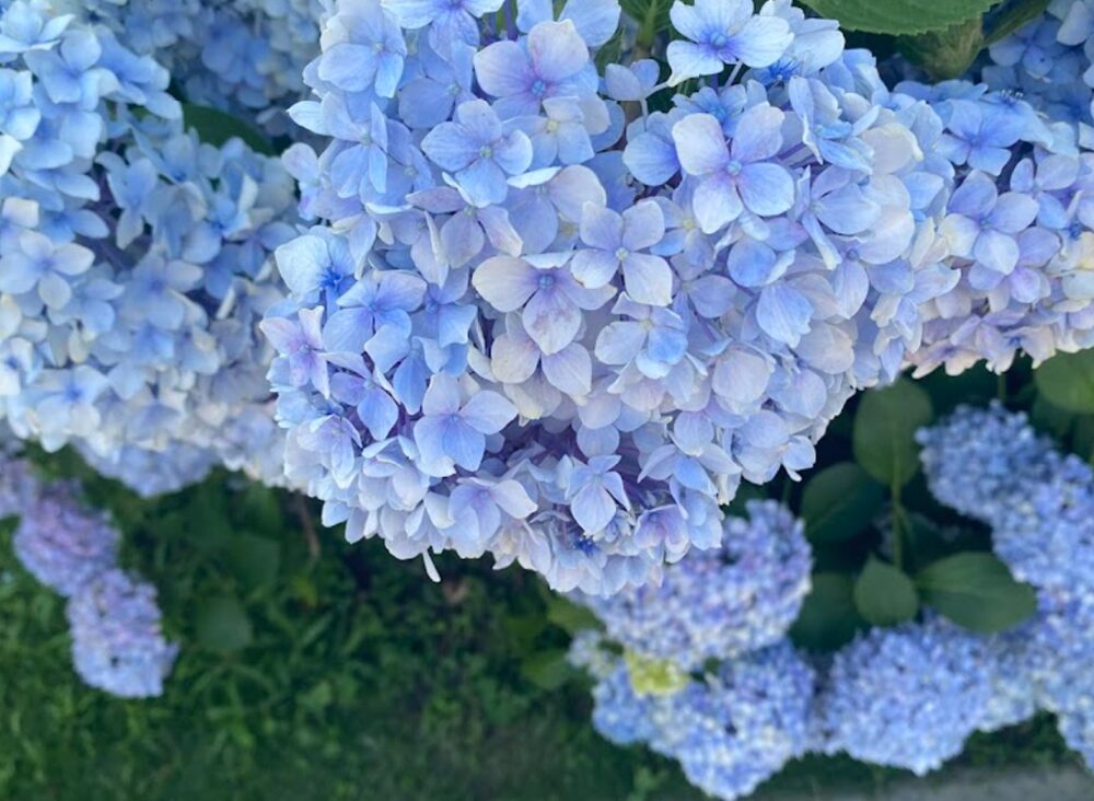 児島あじさいの壁の紫陽花