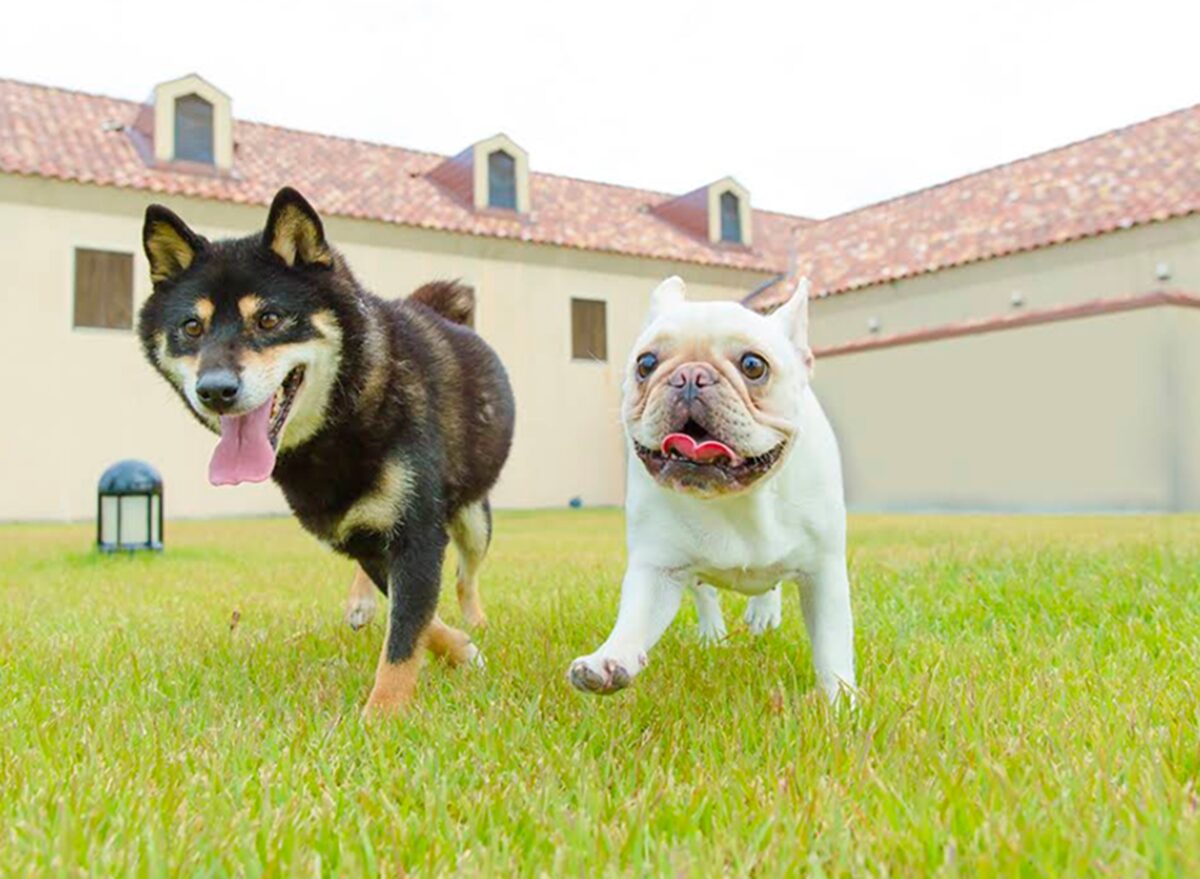 湧くわく天然温泉 ラピスパドッグラン