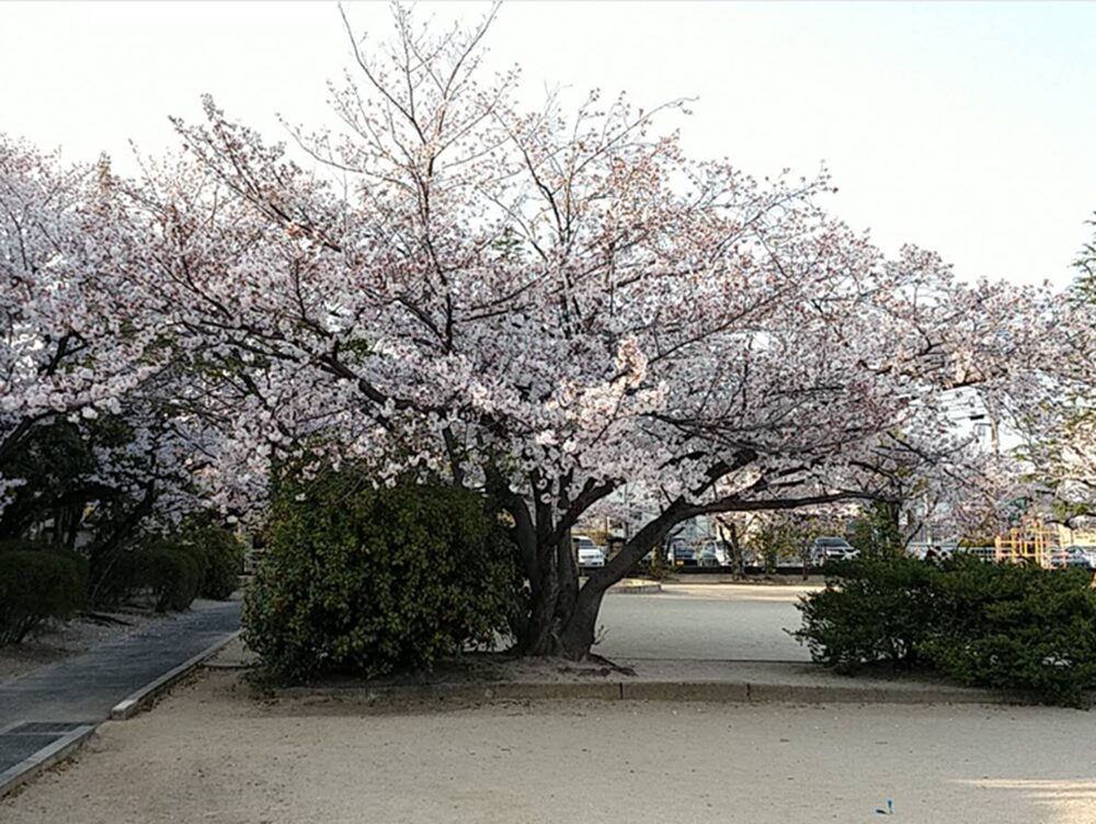 二日市公園の桜