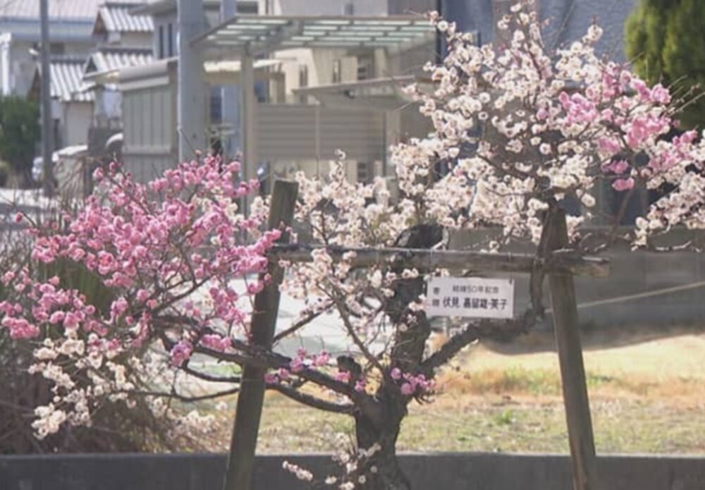 当新田 泉田天満宮の梅